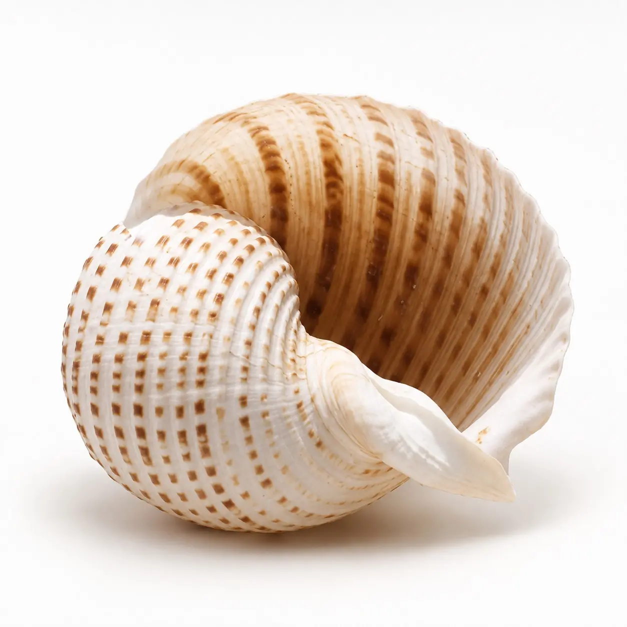 Spotted Conch Shell Ornament 8-10cm, Decorative Shell for Aquarium, Shelf, Table, Coastal Style Home Display, Photo Props