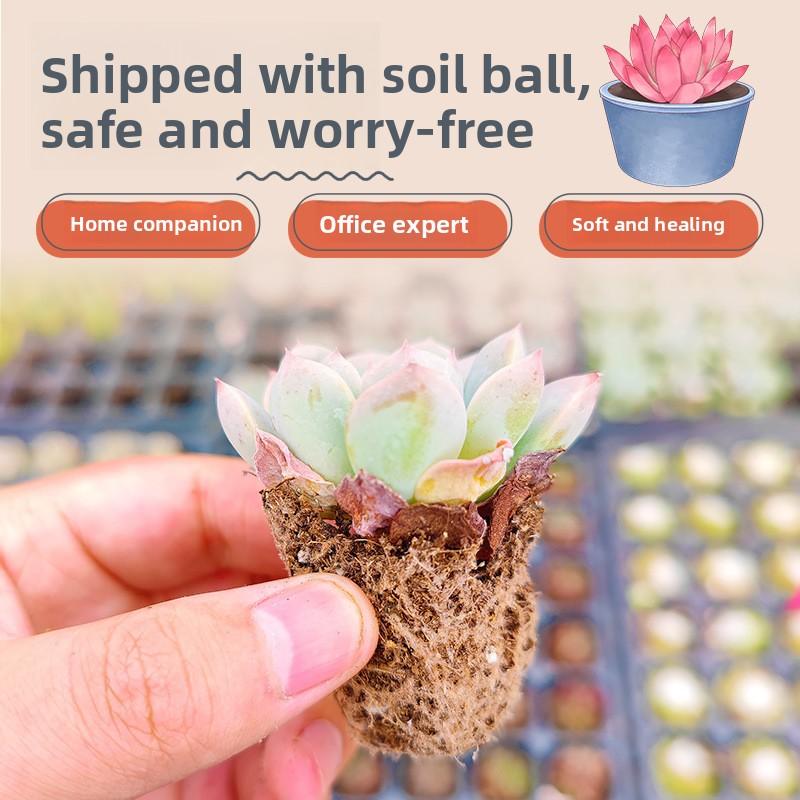 12/15/24/30 pcs succulent packaging mixed with different types of plants for garden decoration