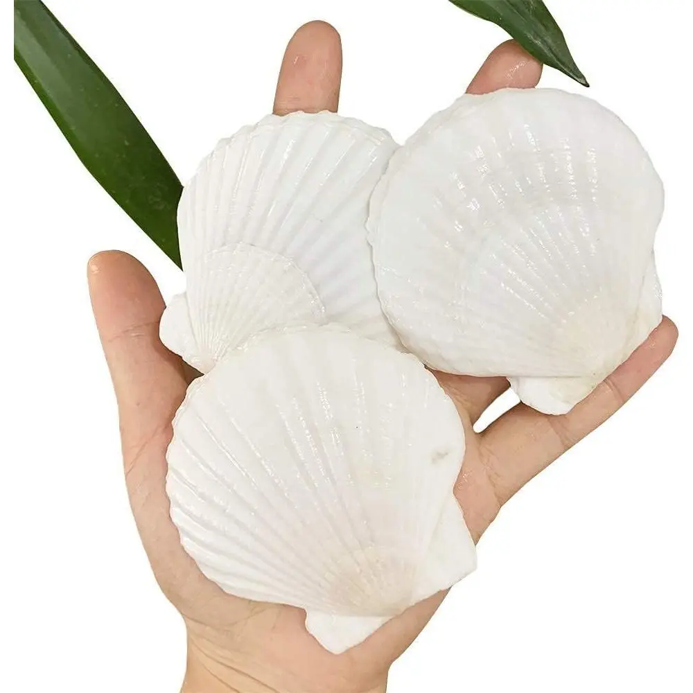 30 PCS Natural White Scallop Sea Shells 2-3 Inch(6-8 cm) from Sea Beach for DIY Craft Home Décor