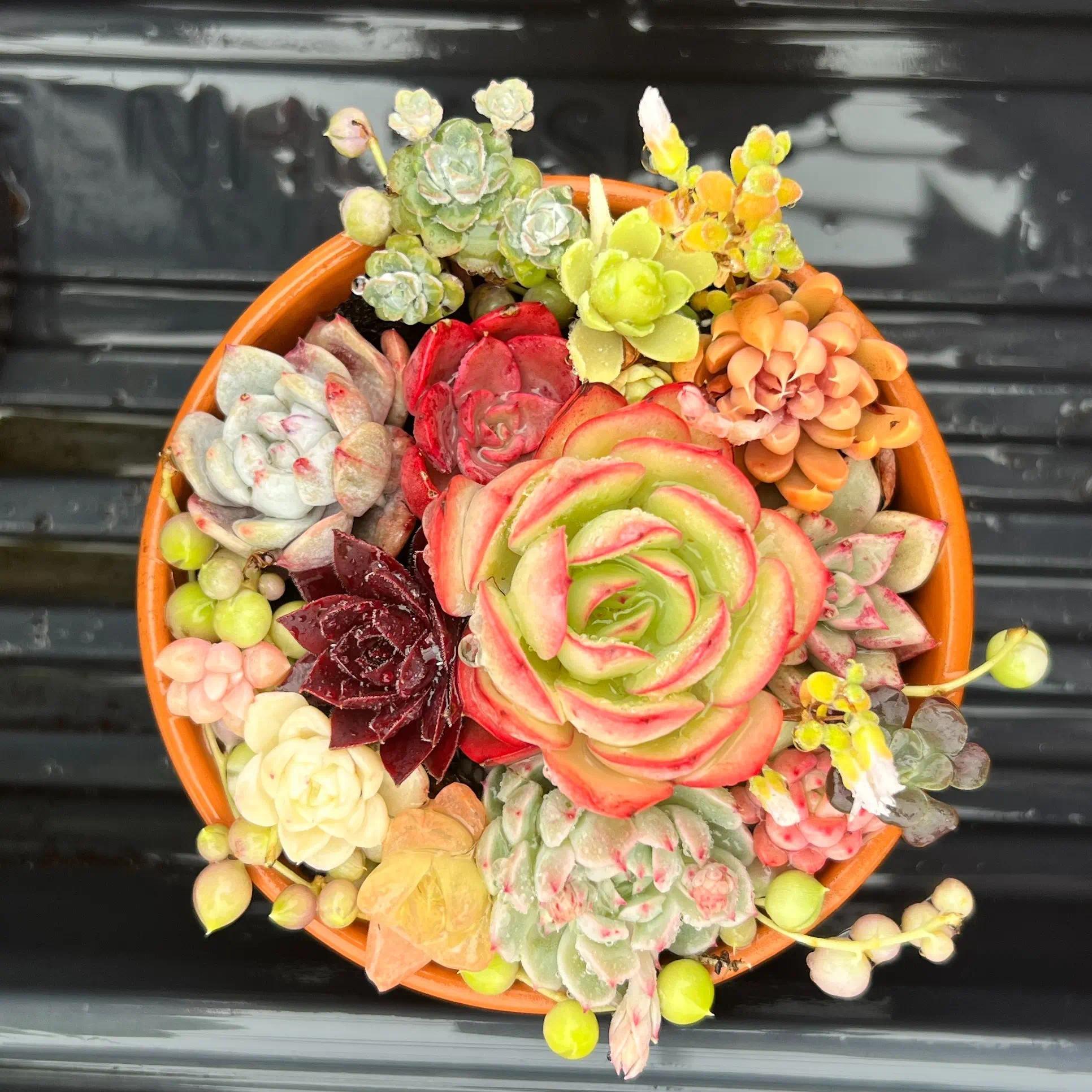 Colorful Assortment -Potted Succulents Combo -Rare Succulent 12/15/24/30 pieces, mixed DIY rare live succulent plant cuttings, 1-1.5 inches random mysterious bulk succulent plants, no roots, no pots, no soil, garden indoor office desk decoration