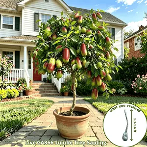 Live GA866 Jujube Tree Sapling, 1.3-1.6 ft Jujube Fruit Tree Live Plant in Pot, Live Jujube Tree Plant, Jujube Fruit Tree Potted, Jujube Tree Live Plant for Outdoor Garden