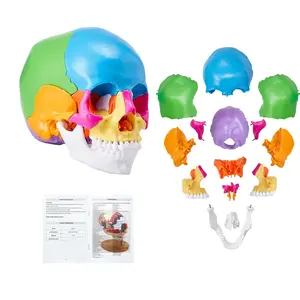 VEVOR Human Skull Model, 22 Parts Human Skull Anatomy, Life-Size Painted Anatomy Skull Model, PVC Anatomical Skull, Detachable Learning Skull Model, for Professional Teaching, Researching and Learnin