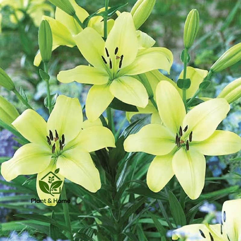 Lily, the embellishment of childhood greenery! Green lilies bloom like fairy tales, are shade-resistant and easy to raise, and are evergreen in all seasons - bringing healing scenery to your courtyard or balcony