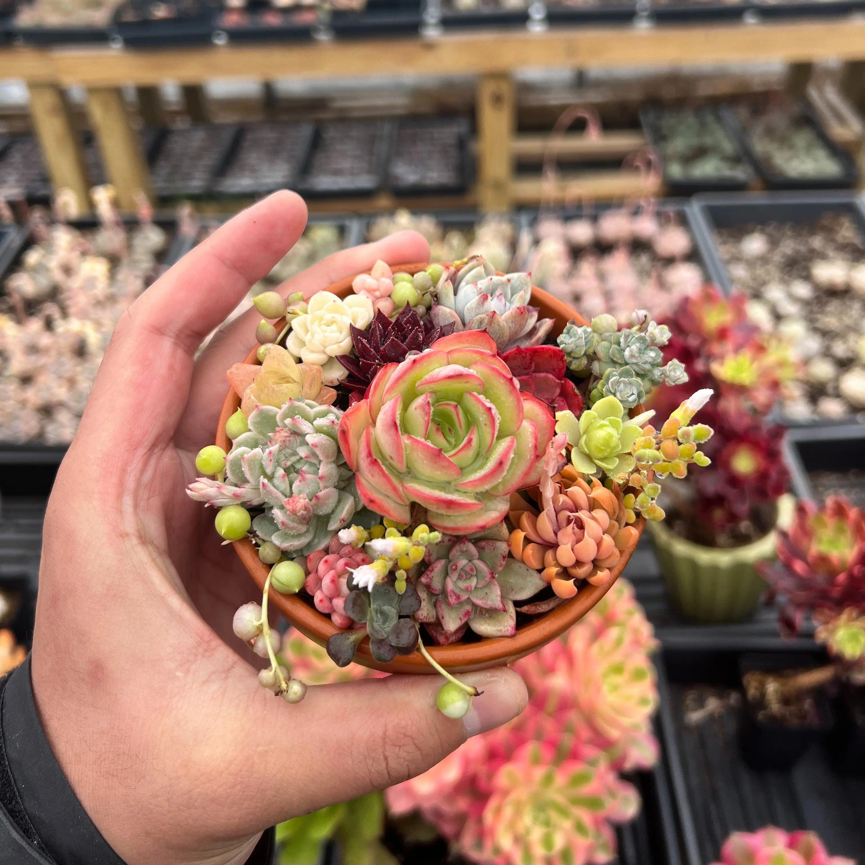 Colorful Assortment -Potted Succulents Combo -Rare Succulent 12/15/24/30 pieces, mixed DIY rare live succulent plant cuttings, 1-1.5 inches random mysterious bulk succulent plants, no roots, no pots, no soil, garden indoor office desk decoration