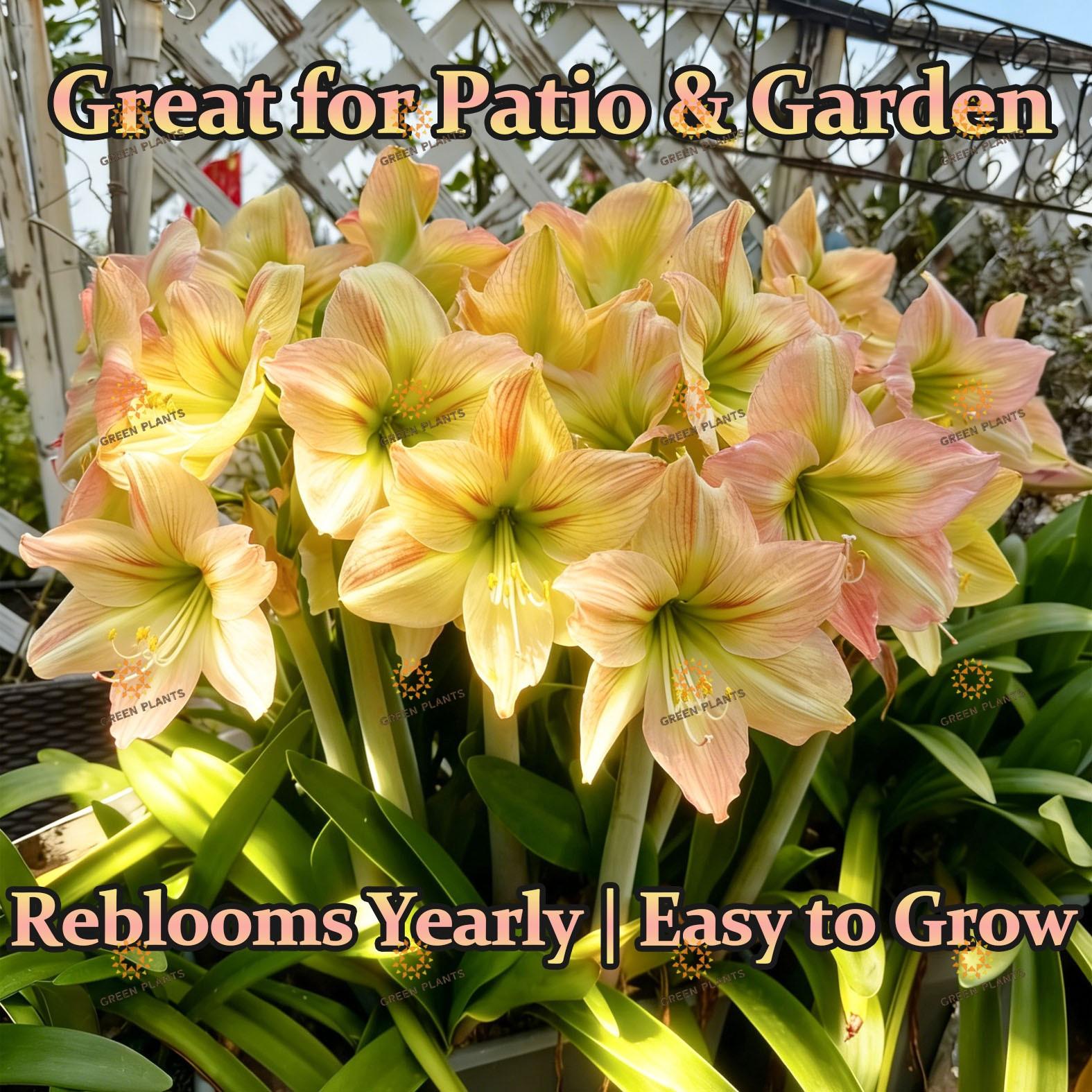 Hyacinth bulb, with excellent quality, easy to plant, high survival rate, long flowering period, and multiple years of blooming, is an ideal choice for garden decoration. It is suitable for indoor and outdoor potted plants, family balconies, and garden gr