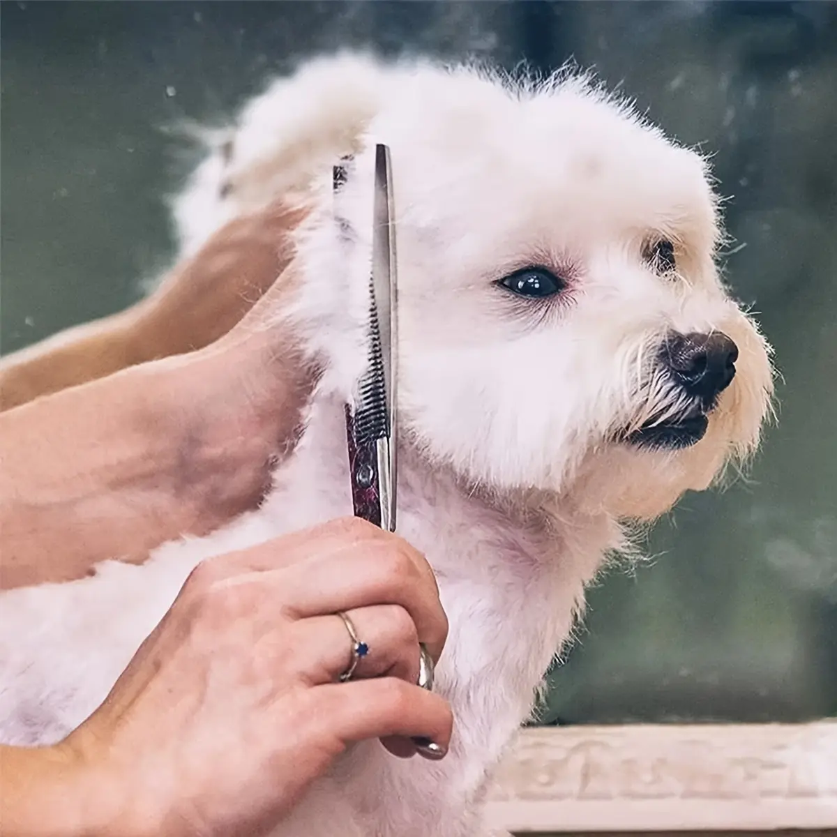 Pink Pet Grooming Scissors Set Curved Shear Thinning Scissors, DIY Dog Cat Hair Trimming Kit for Teddy