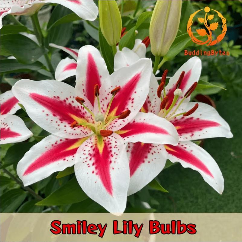Smiley Lily Seeds - Unique and Cute + Easy to Grow + Compact
