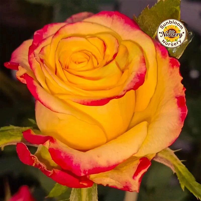 Butterfly Rose Seedlings | Outdoor Garden and Home Decoration Flowers Rose Plants