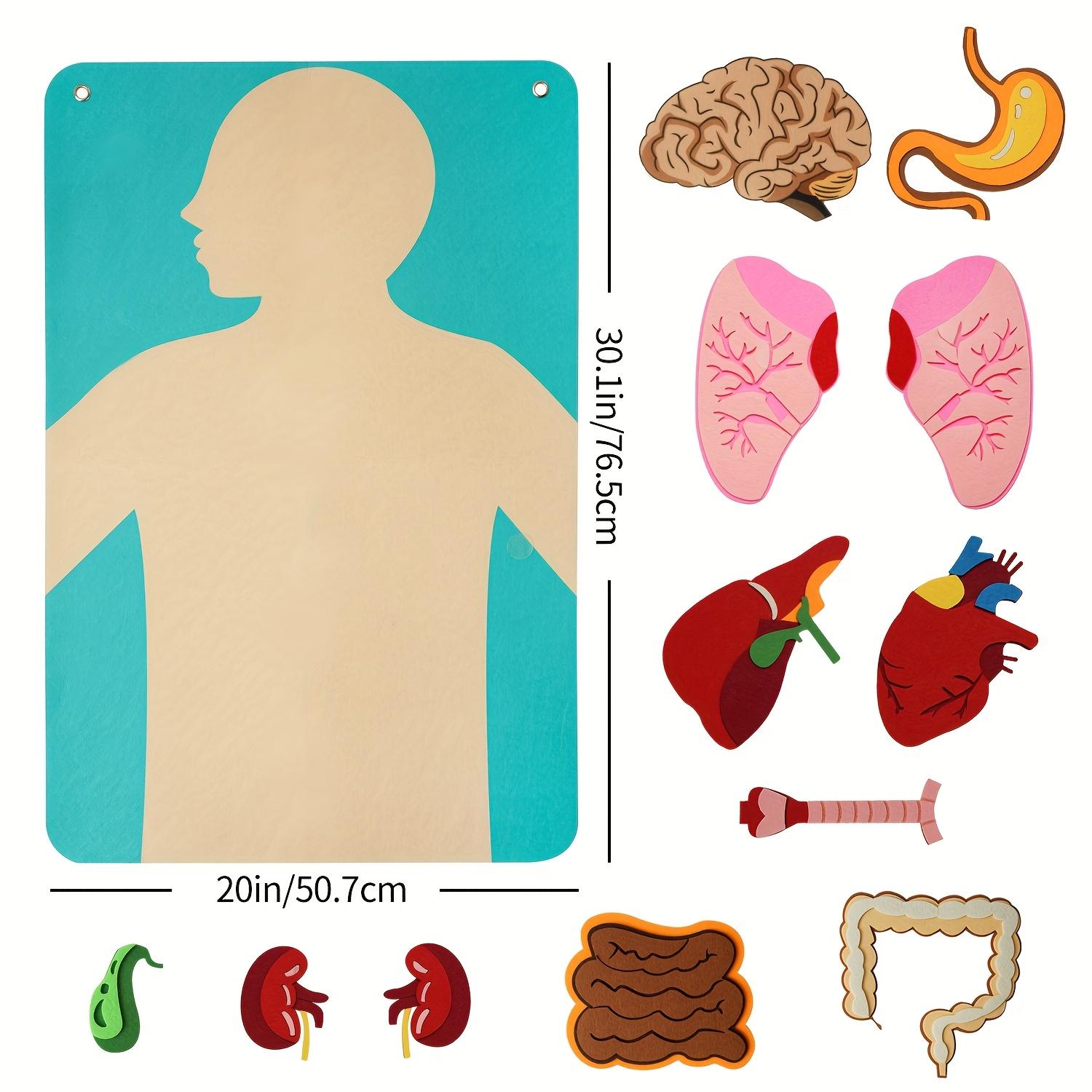 3D Felt Human Organ Models, Human Body Anatomical Diagrams, Ideal for School & Home Educational Activities