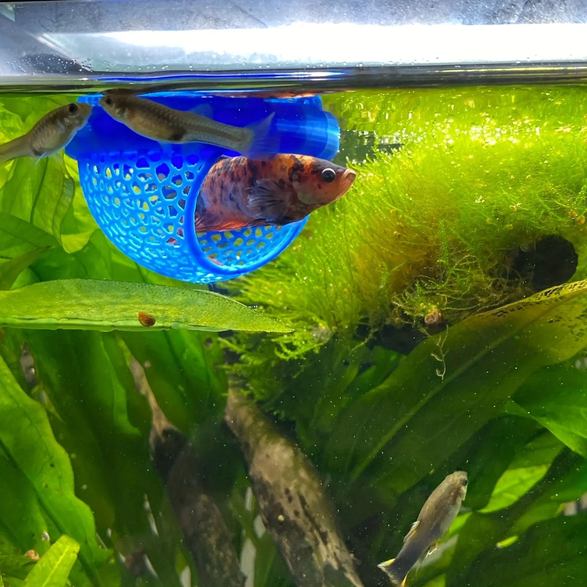 Floating Fish House for Betta, Guppy, Goldfish, Arched Entrance Aquarium Habitat, Mini Tank for Small Tanks, Ponds, Aquarium Decor, Space-Saving, Easy to Clean
