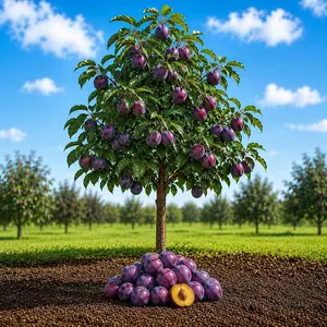 Sweet Juicy Plum Tree – Hardy Fast-Growing Live Fruit Tree for Backyard Orchard, Garden or Landscape