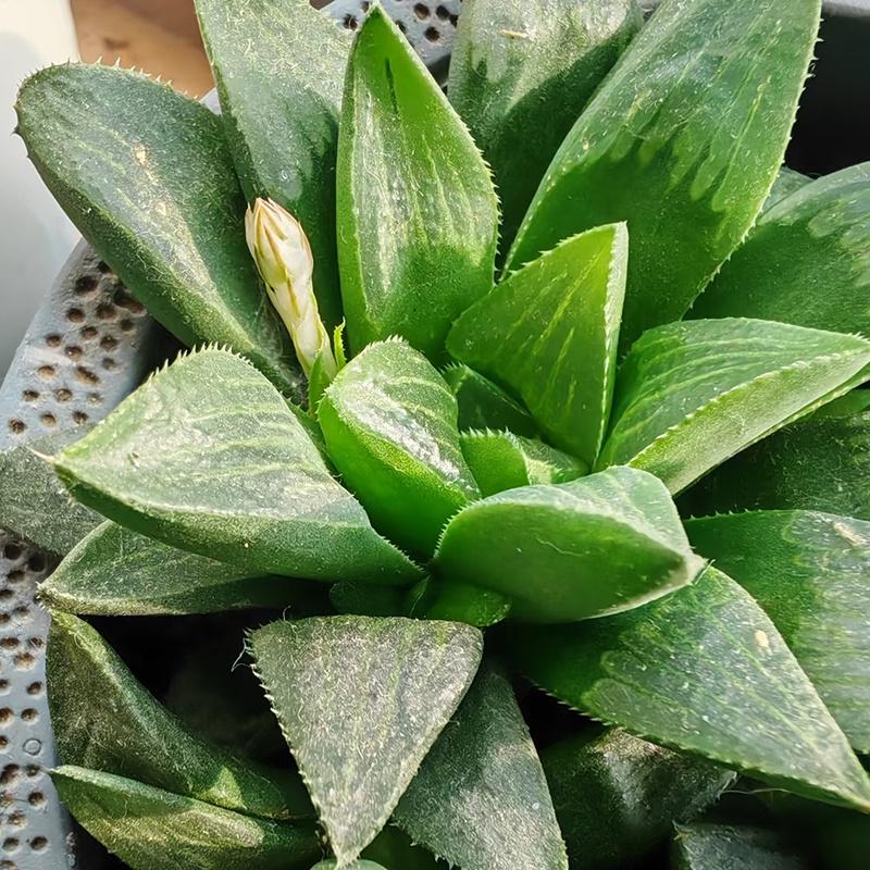 Delicate Howarth Leaf Cactus, South African Potted Live Plants, Unique Window Leaves, Ideal Gift for Novices and Collectors