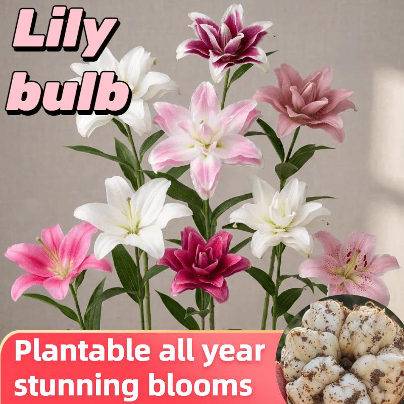 Pink hibiscus double lily, fresh and pure sweet, elegant and not greasy, potted with buds, blooming 365 days a year, can be planted indoors and outdoors, cold-resistant flowers, can grow for a long time.