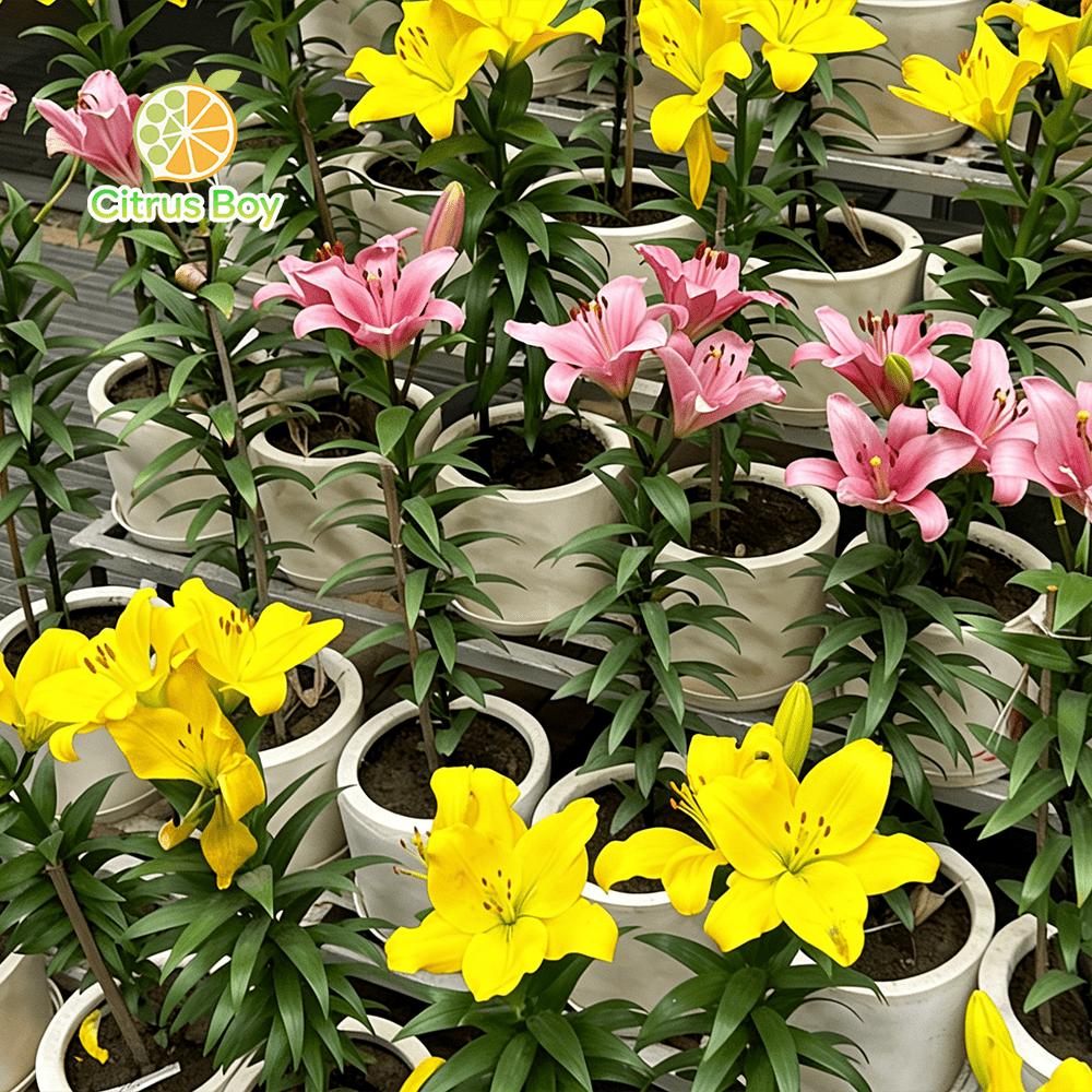 High quality lily bulbs with large and fragrant flowers, bright colors, suitable for potted and aboveground plants in balcony gardens, strong cold resistance, easy soil survival, suitable for novice horticulturists