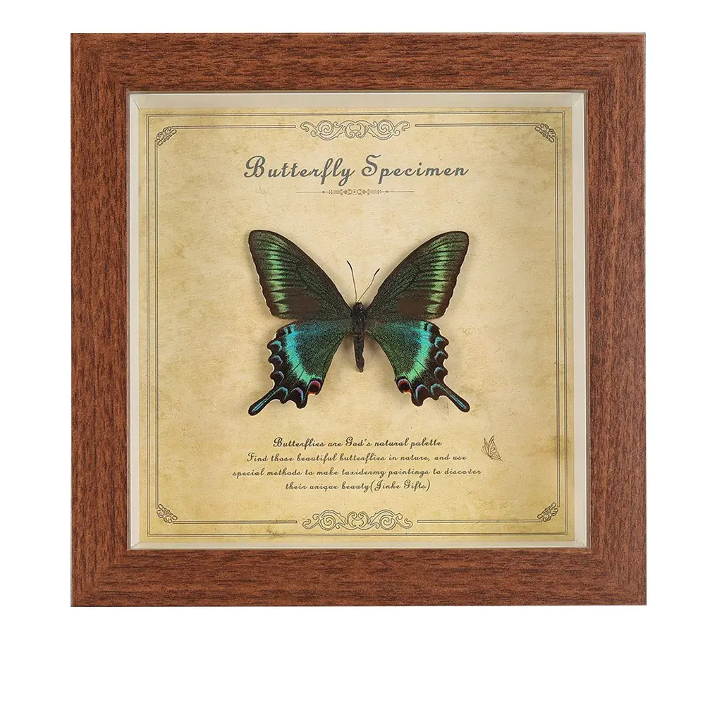 Papilio Maackii Butterfly Specimen Frame, 7-Inch Vintage Solid Wood Glass Display, Elegant Home Decor, Unique Gift for Nature Lovers