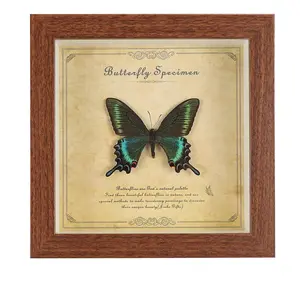 Papilio Maackii Butterfly Specimen Frame, 7-Inch Vintage Solid Wood Glass Display, Elegant Home Decor, Unique Gift for Nature Lovers