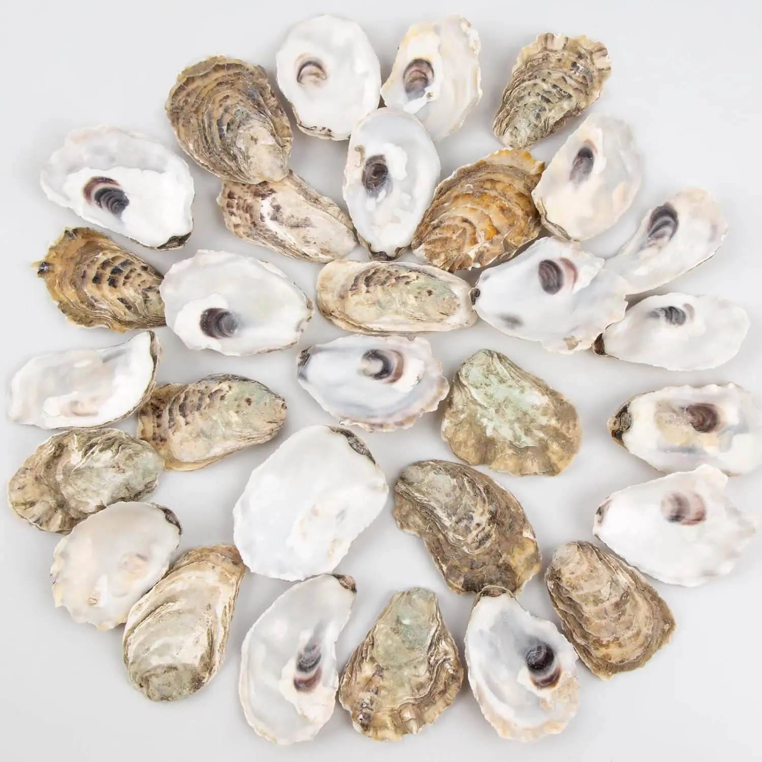 30PCS Oyster Shells 2"-2.5" Small Flat Oyster Shells for Crafts