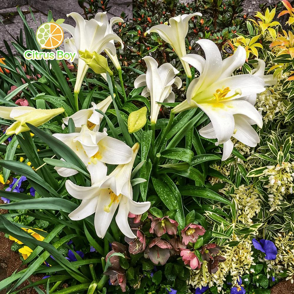 High quality lily bulbs with large and fragrant flowers, bright colors, suitable for potted and aboveground plants in balcony gardens, strong cold resistance, easy soil survival, suitable for novice horticulturists