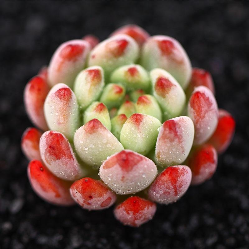 12/15/24/30 pieces, mixed DIY rare live succulent plant cuttings, 1-1.5 "random mysterious bulk succulent live plants, no pots, no soil, no roots, garden indoor office desk decoration, plant gifts, suitable for all seasons, potted plants