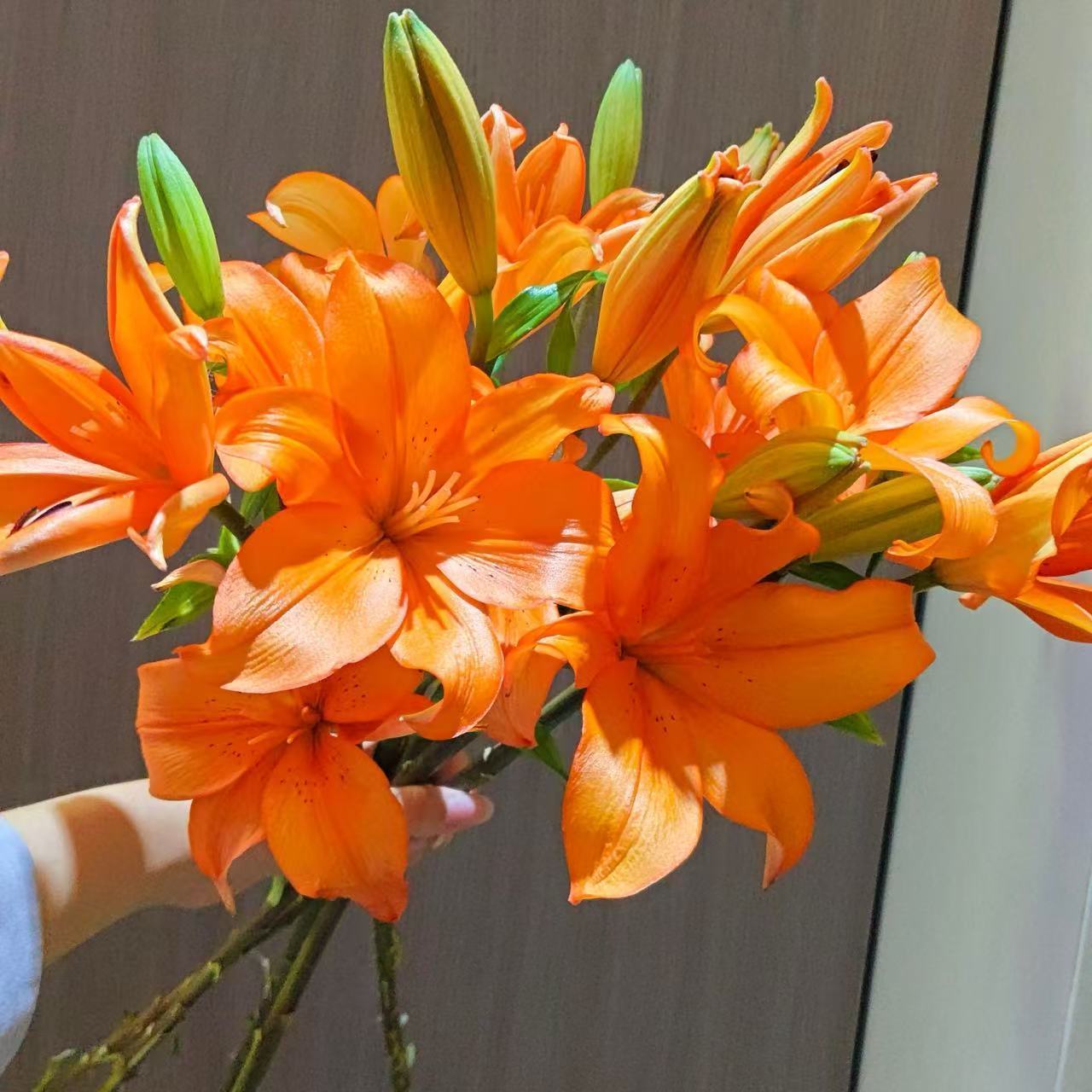 Orange lily bulbs, flowering year after year, suitable for home gardens