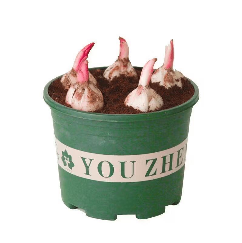 Smiley Lily Seeds - Unique and Cute + Easy to Grow + Compact