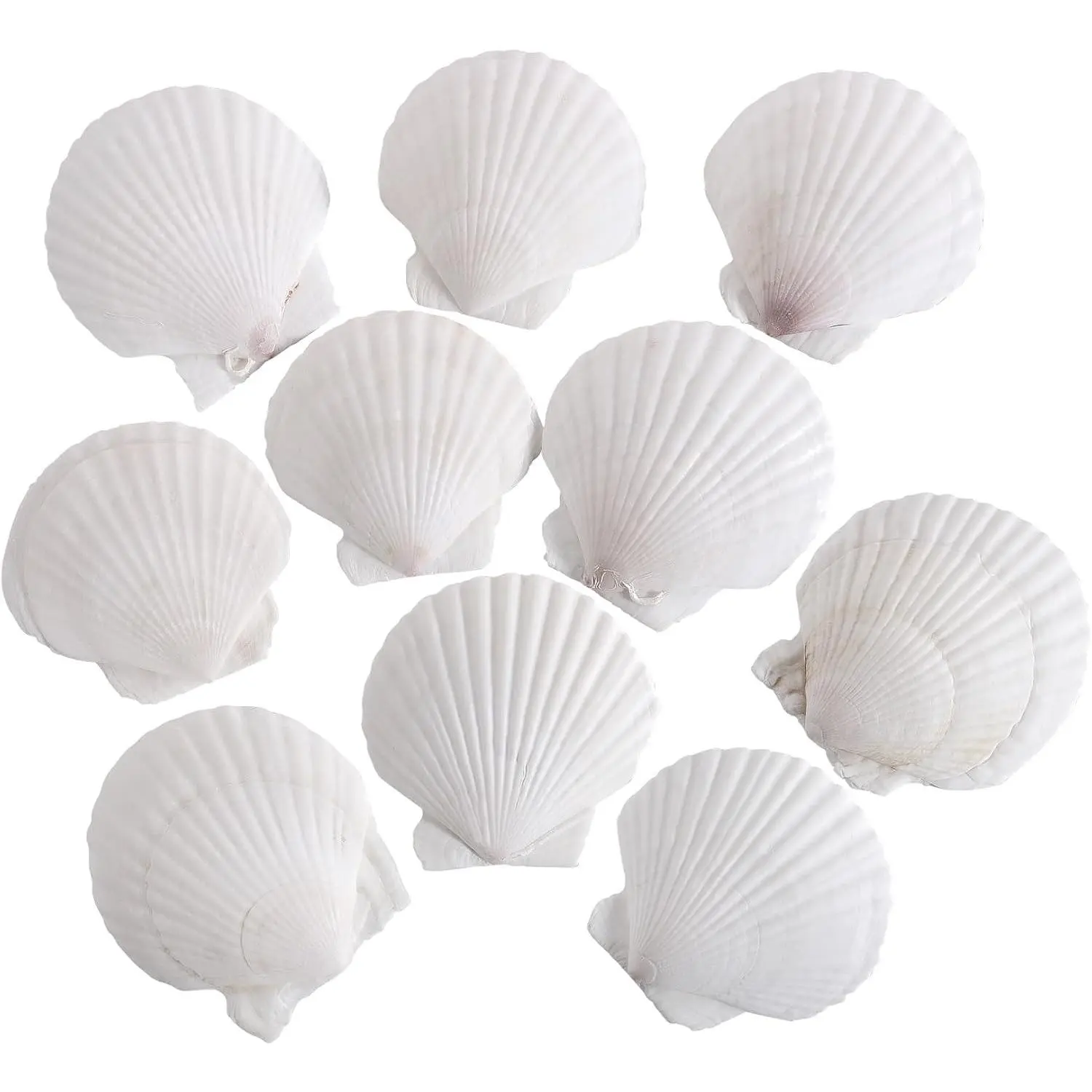 10 PCS 4-5 Inch Natural White Large Scallop Shells - Sea Shells for DIY Craft & Home DécorGift