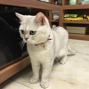 PetSoKoo Cute Bowtie Cat Collar with Bell. Japanese Stylish Bowknot & Fish Charm. Safety Breakaway, Soft, Lightweight, for Girl Boy Male Female Cats Kitten,Green