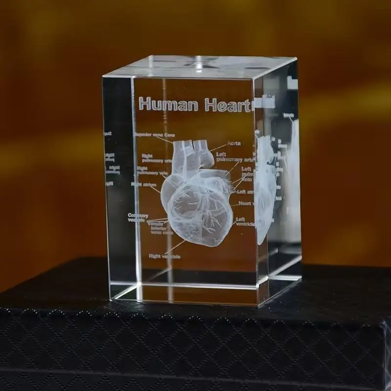 3D Crystal Laser-Engraved Educational Heart Model Ornament, Unique Decorative Piece for Home & Office, Perfect Gift Idea