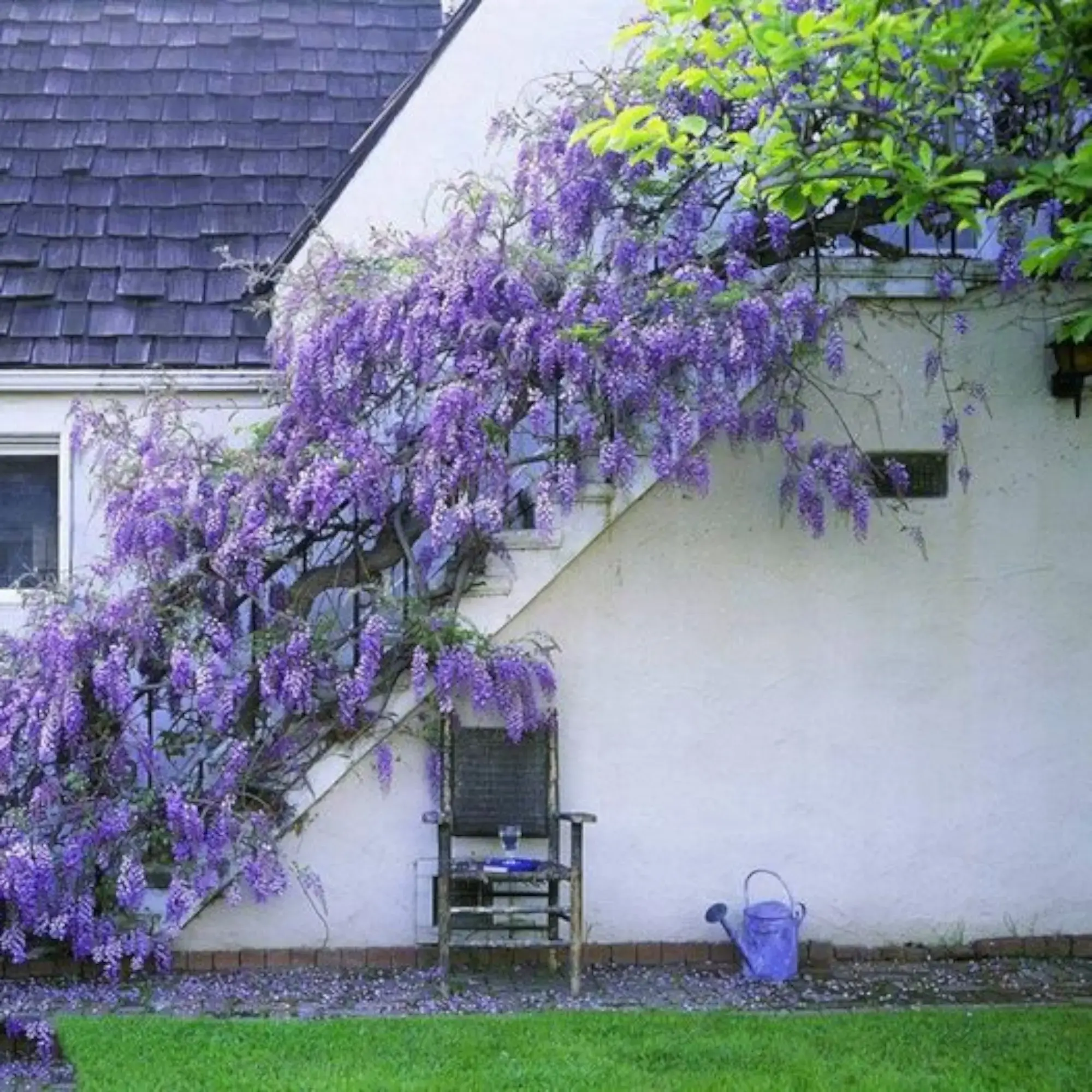 Wisteria Flower Seeds (200pcs) - Fragrant Blooms, Quick-Growing, Cold-Resistant for Outdoor Gardens with Purple Cascade Display
