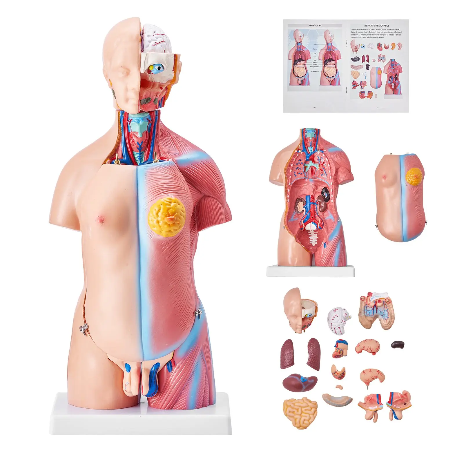 【DealsForYouDays】VEVOR Human Body Model, 23 Parts 18 inch, Human Torso Anatomy Model Unisex Anatomical Skeleton Model with Removable Organs, Educational Teaching Tool for Students Science Learning Education Display