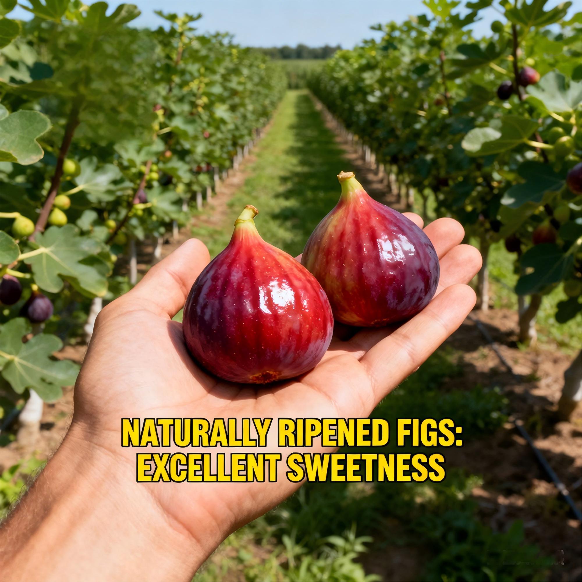 Fig tree seedlings, easy to pick, low cost, sweet fruit, first choice for beginners when on the ground or in pots