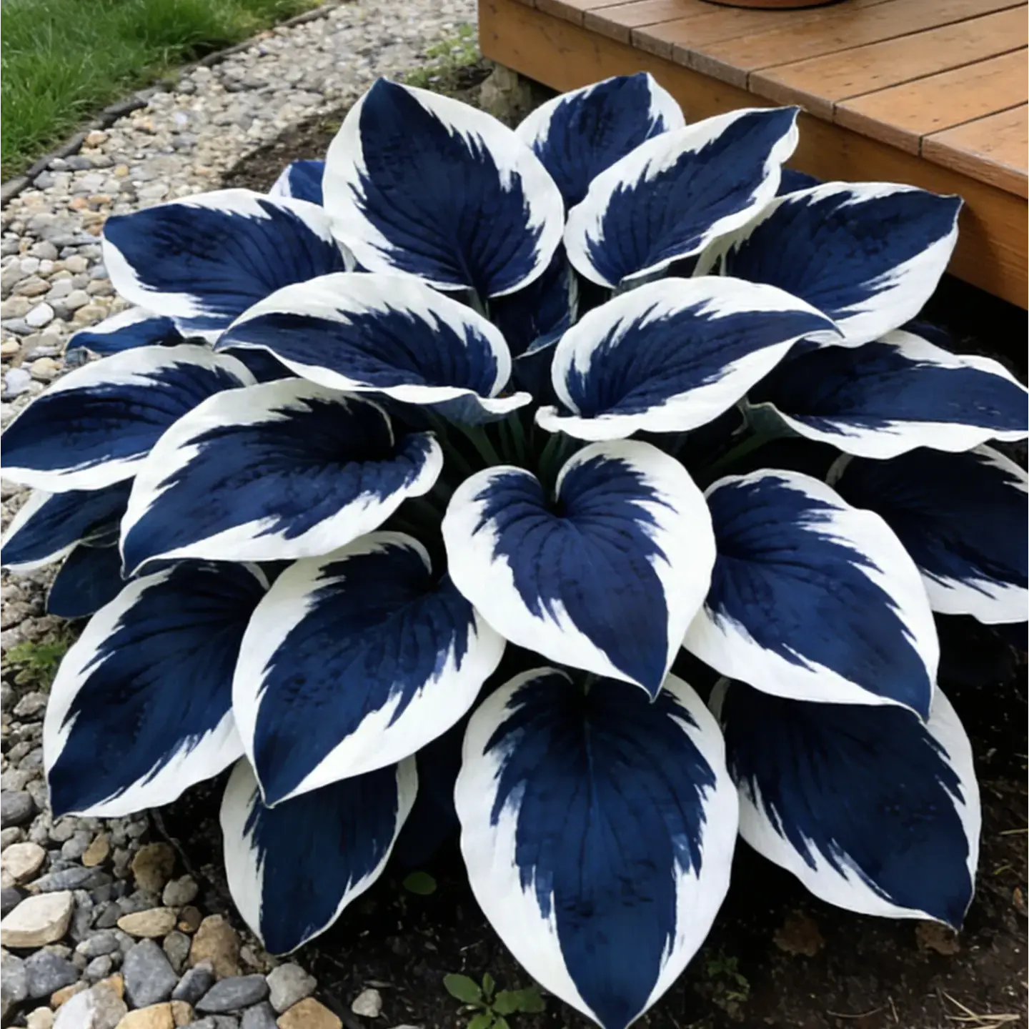200pcs Blue Hosta Flower Seeds, Perennial Ornamental Flowers, Bold Foliage, Easy to Grow, Dramatic Backdrop, Full Clump Development, Ideal for Shade & Garden Borders, Vibrant Blooms