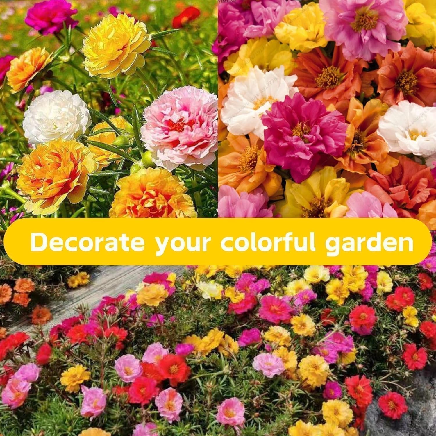 10000 +PCS (Moss Rose) Seeds -Mixed Double Portulaca Grandiflora Seeds Planting Ornaments Perennial Garden Simple to Grow Pots Gifts