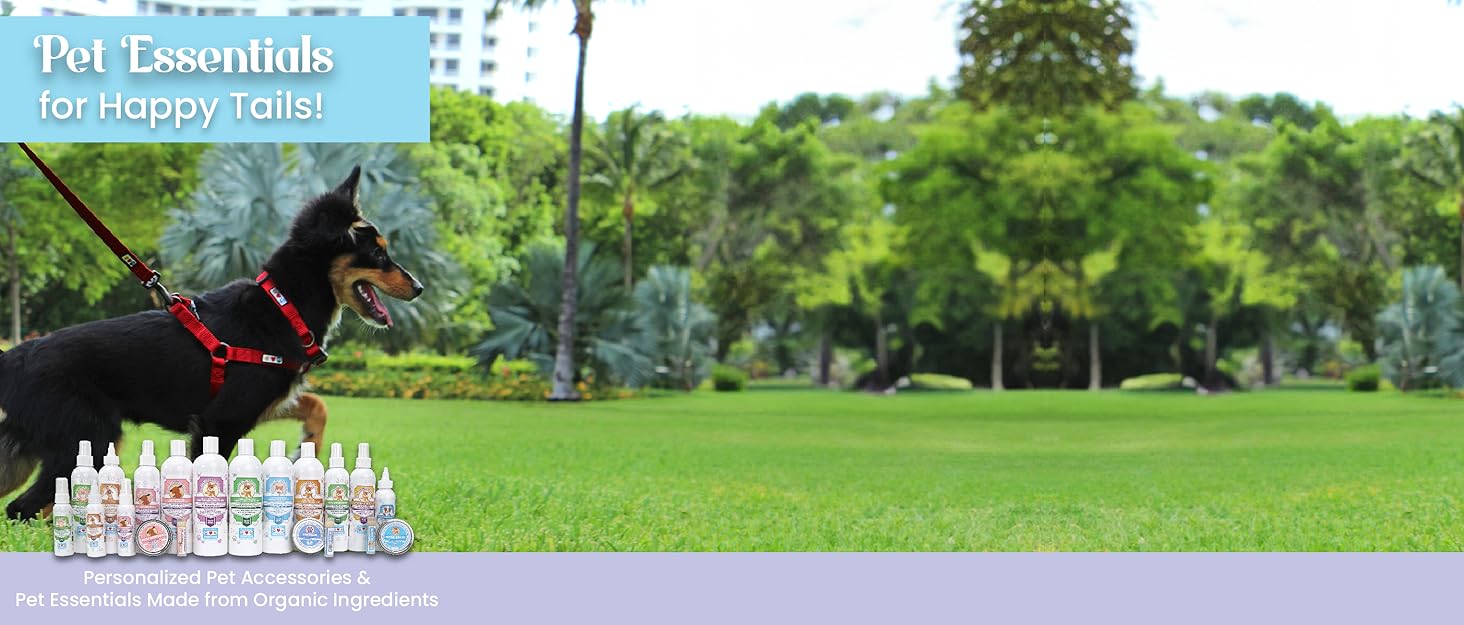 Pawtitas Reflective Cat Collar with Safety Buckle and Removable Bell Cat Collar Kitten Collar Purple Orchid Cat Collar