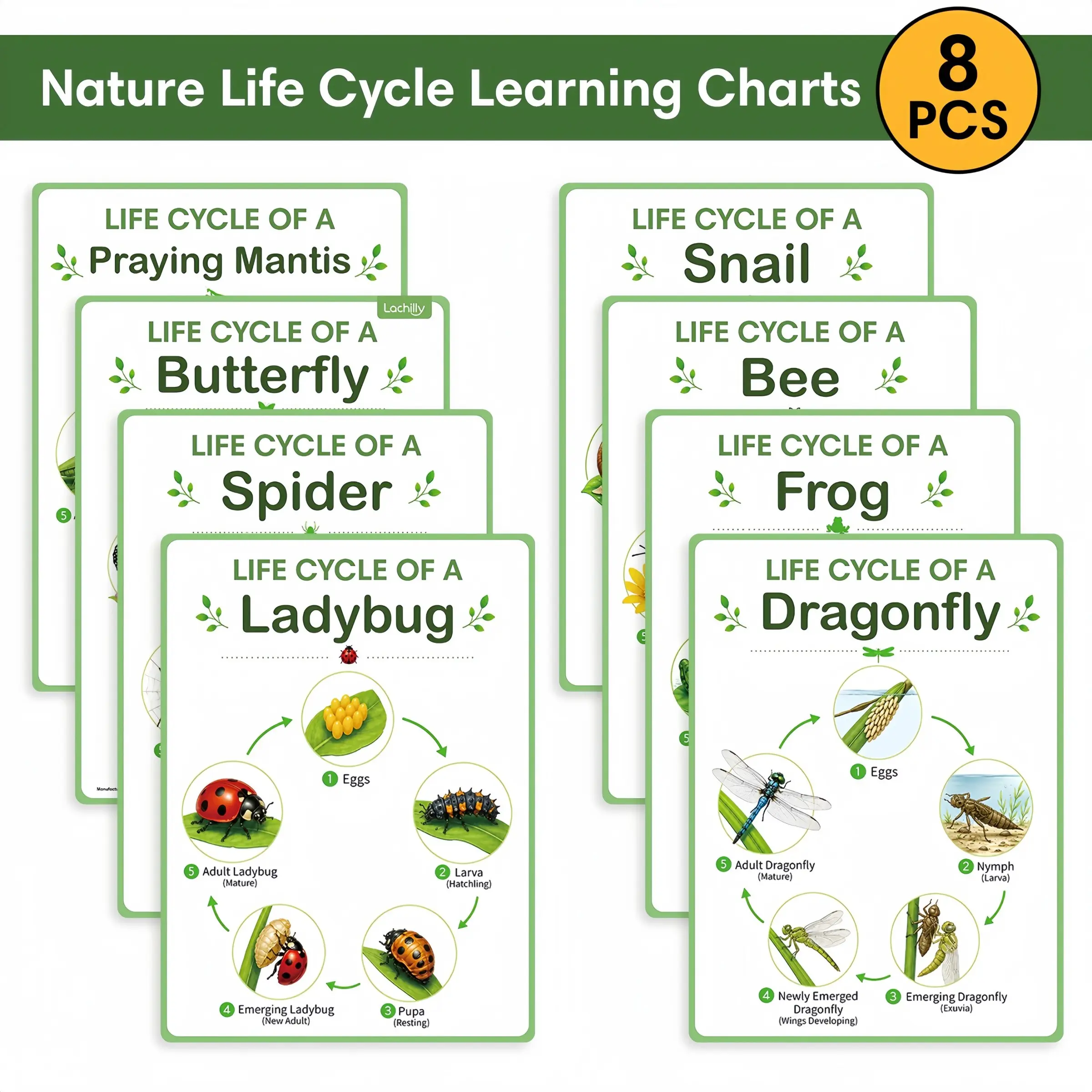 8 Piece Animal Insect Life Cycle Early Education Poster Set, A4 Biology Theme Wall Chart, Ideal for Classroom Decor and Learning Walls
