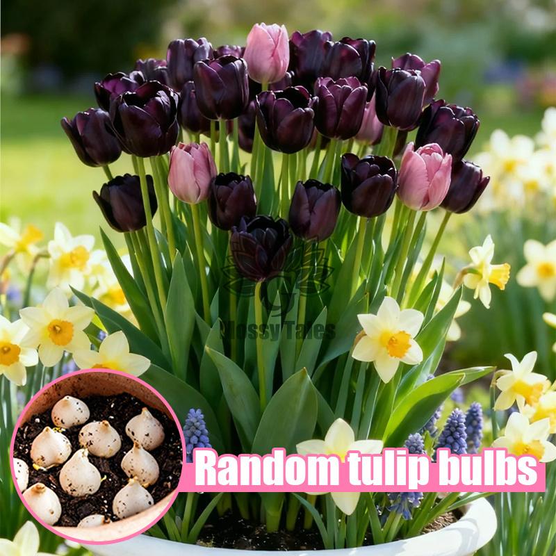 Easily grow tulip bulbs - no gardening experience required, perfect for DIY bouquets and home decor. Extremely cold resistant, perfect for landscaping balconies and patios.