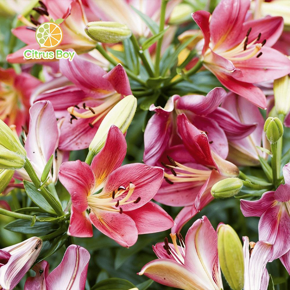 High quality lily bulbs with large and fragrant flowers, bright colors, suitable for potted and aboveground plants in balcony gardens, strong cold resistance, easy soil survival, suitable for novice horticulturists