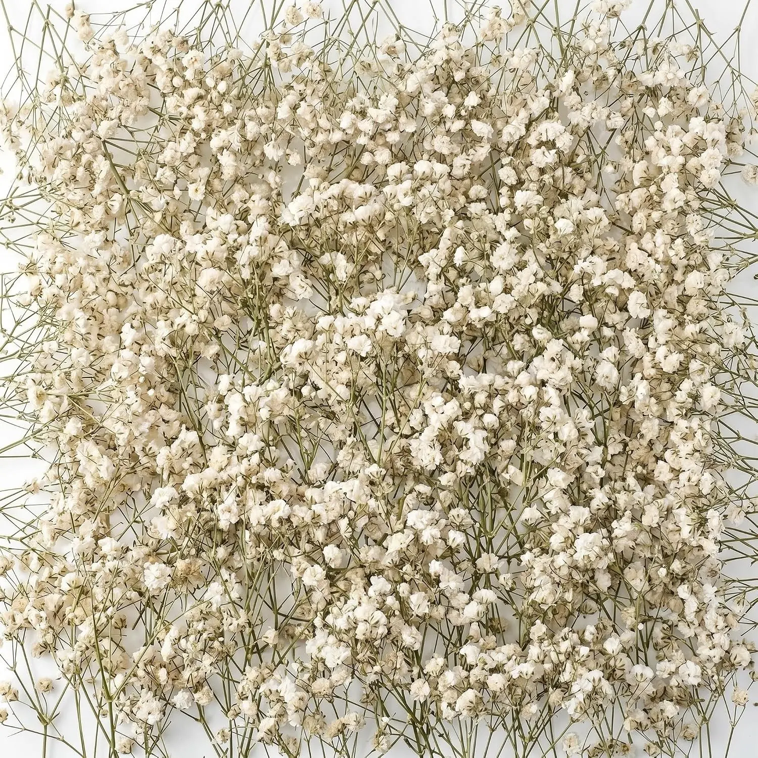 200 Pcs Mini Dried Baby Breath Flowers 3000+ Wedding Ivory White Flowers Bulk 2-4 in Dried Artificial Gypsophila for Wedding Decor Boho Invitation Resin Candle DIY Art Crafts Making Bouquet