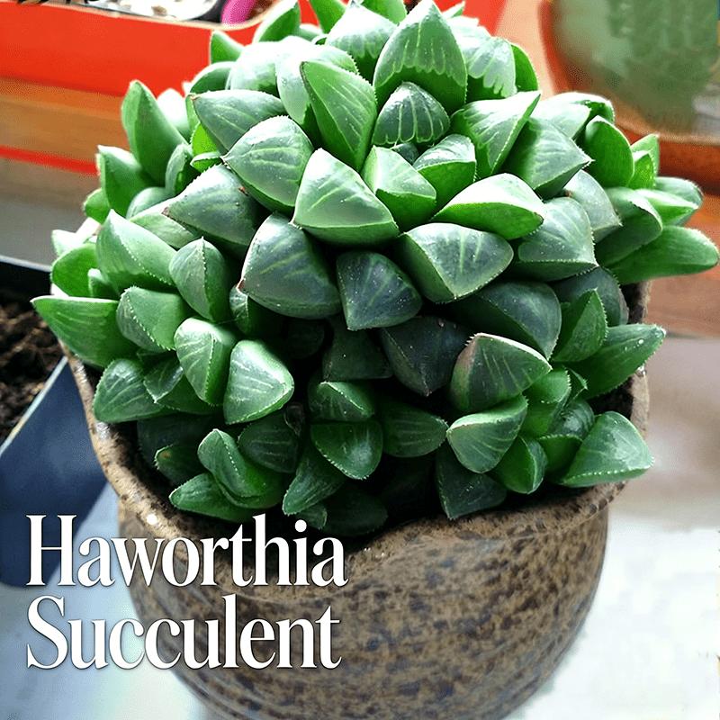 Delicate Howarth Leaf Cactus, South African Potted Live Plants, Unique Window Leaves, Ideal Gift for Novices and Collectors