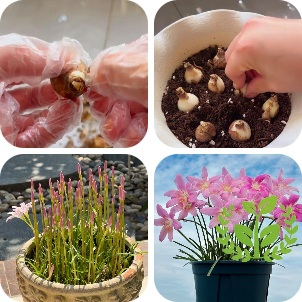 Cold and heat-resistant rain lily bulb