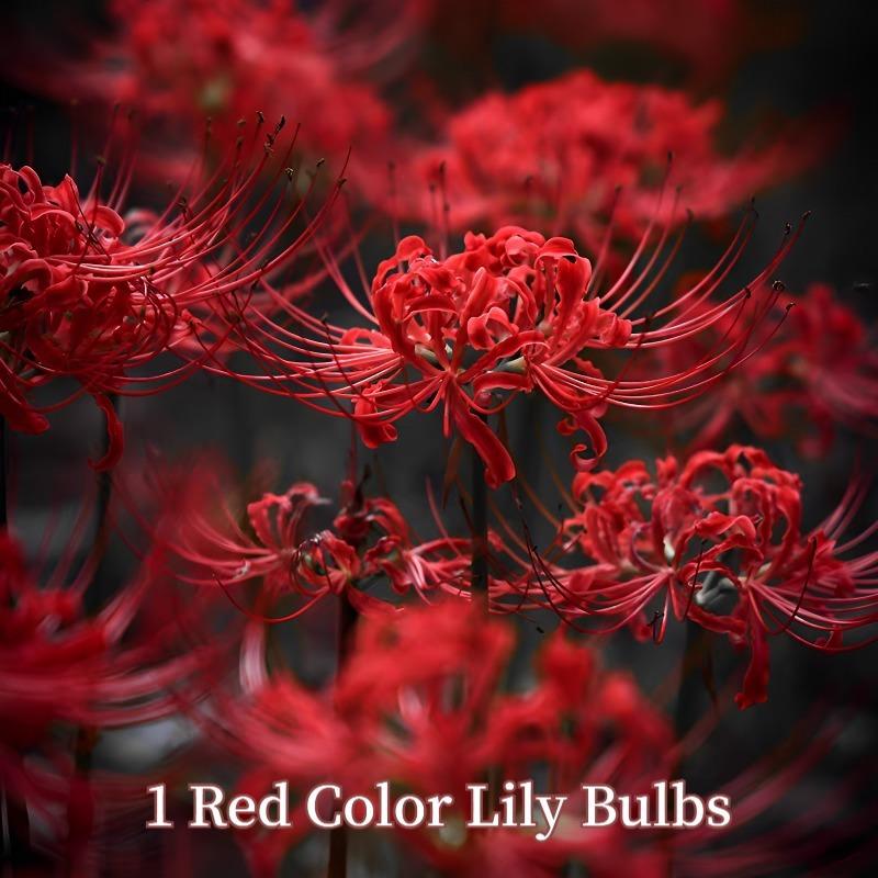 Lily Ball, natural fertilizer flower ball, multi-season flowering and year-round growth, suitable for indoor and outdoor planting in all regions, cold-resistant and easy to survive.