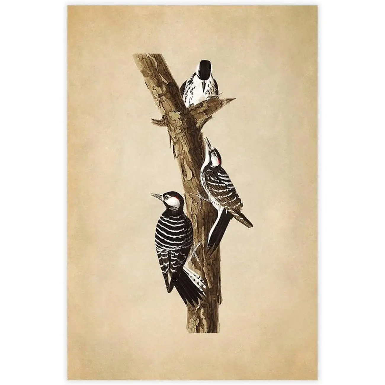 Red Cockaded Woodpecker Bird Print, Vintage Style Audubon Poster, Birds Of America Illustration