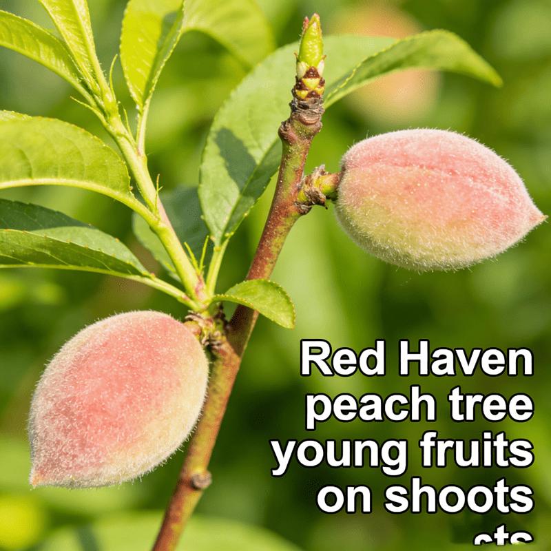 Live seedlings of Honggang peach tree, a compact fruit tree suitable for small spaces, a hardy variety that produces juicy peaches for families to enjoy