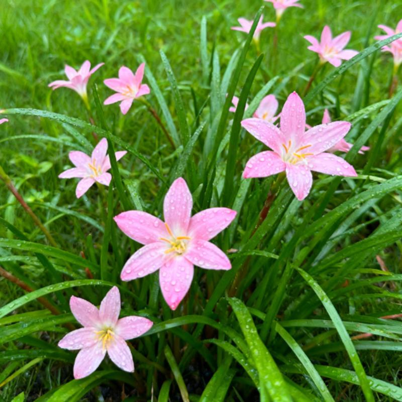 Rain lily bulbs have high germination rate, strong vitality, easy maintenance, and can be easily planted by beginners