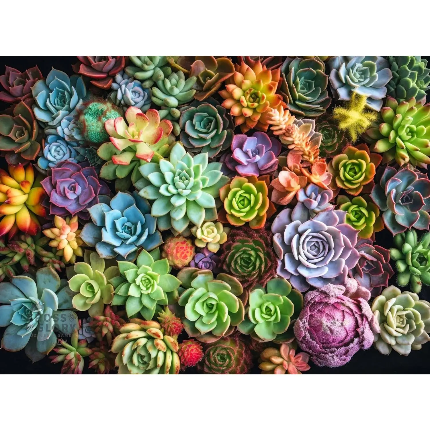 Cross & Glory | 1000 Piece Jigsaw Puzzles for Adults | Succulent Symphony | Succulent Plant Puzzle | 2mm Thick Pieces | Bonus Reference Poster | Satin Finish | Ages 14+
