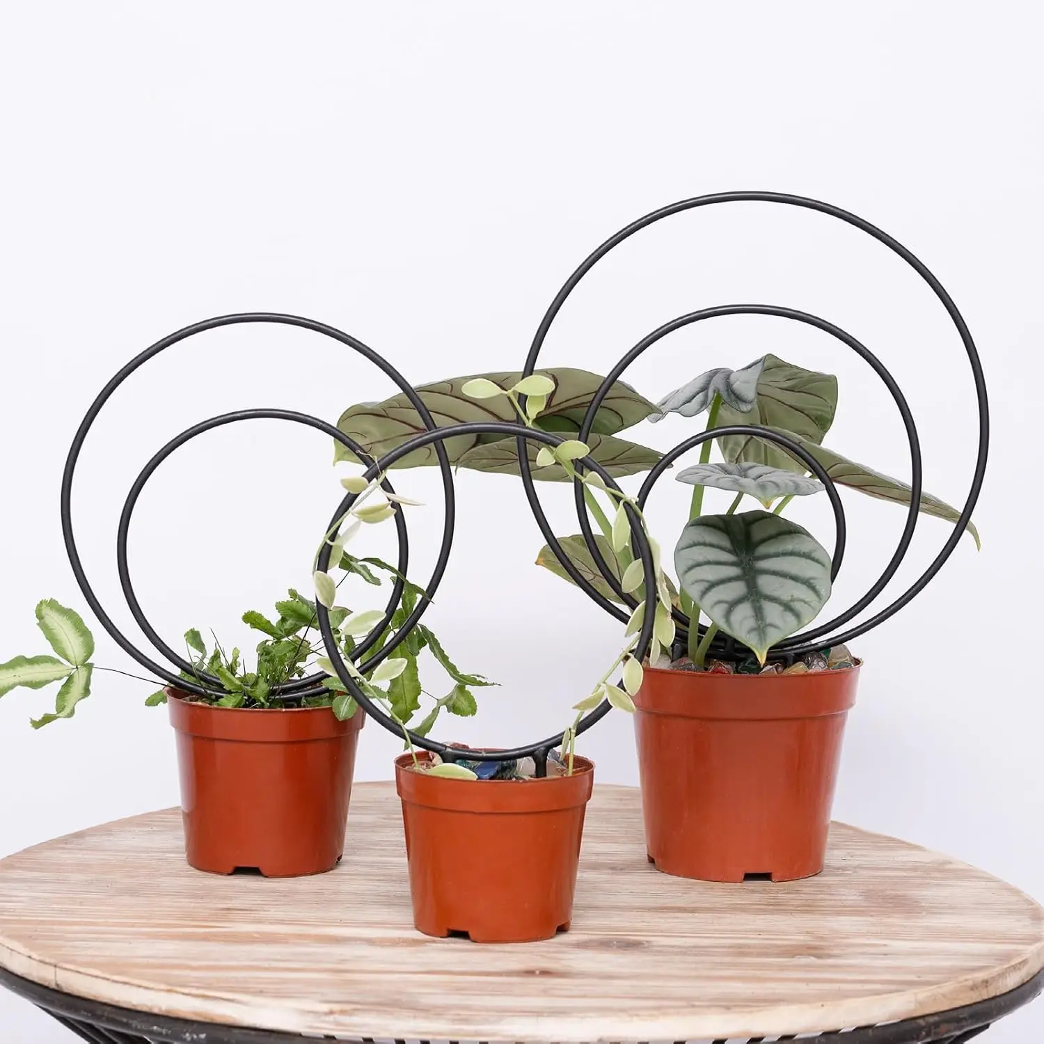 Hoya Trellis Set of 3 - Black Metal Round Climbing  Supports | Sturdy  Trellis for Indoor & Outdoor Potted ,3 Sizes Trellis for Climbing  - Ideal for Gardening Enthusiast