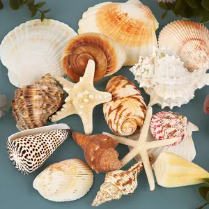Sea Shells for Decorating 15 count Large Seashells Starfish Conch for Beach Party,Vase Fillers, Table Scatters,  Decor, DIY Crafts, Bathroom, Fish  Decorations