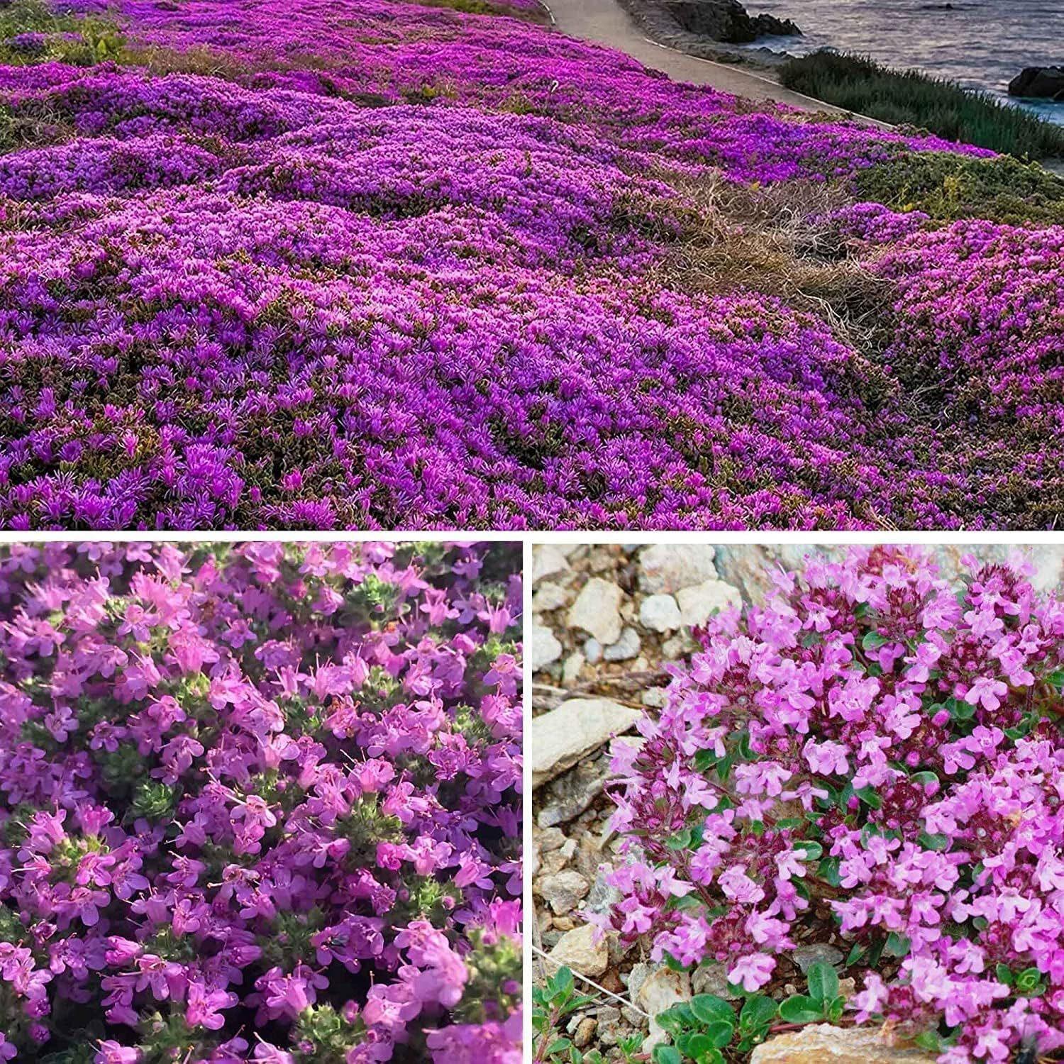 200 purple creeping thyme seeds for planting perennial groundcovers, traditional flowers, non-GMO, rock rose seeds