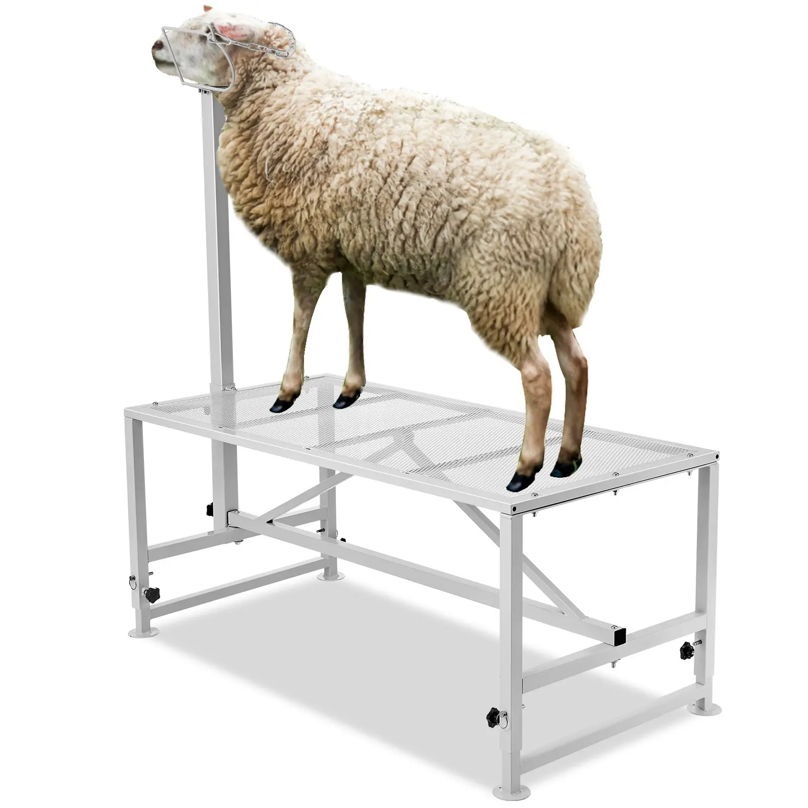 Goat Sheep Stand, 51x23 inch Livestock Stand, Metal Livestock Milking and Shearing Stand 21" to 33" Adjustable Height, with Headpiece and Nose Loop, 500lbs Loading Weight, White