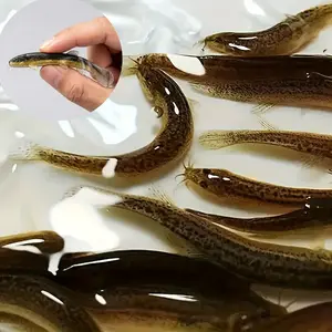 10 Realistic Soft Plastic Minnow Lures, Artificial Lures, PVC Material, Suitable for Saltwater and Freshwater, Multi-Color Design, Ideal for Rivers, Lakes, Oceans